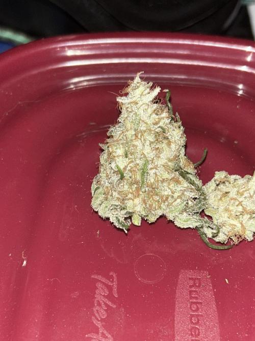 Purple sunset grow. Week 10