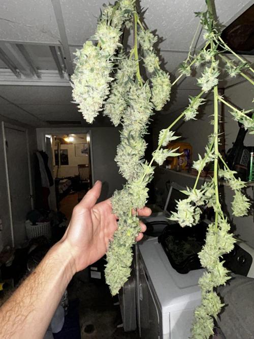 Purple sunset grow. Week 10