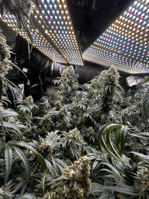 Purple sunset grow. Week 10