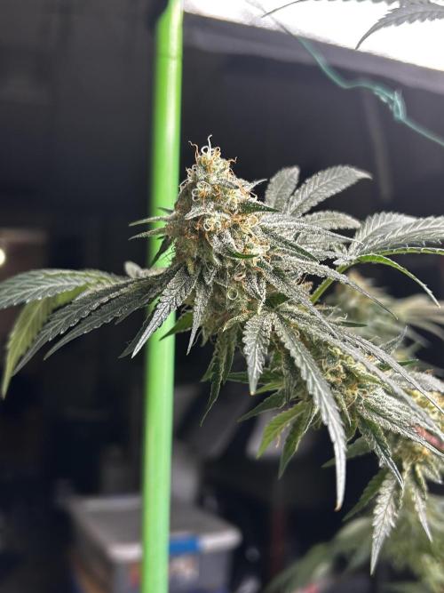 Purple sunset grow. Week 10