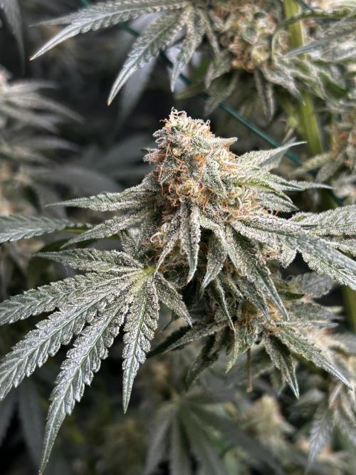 Purple sunset grow. Week 10