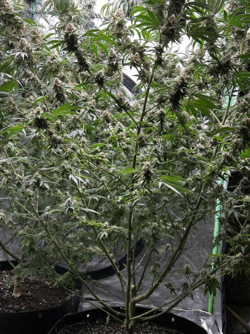 Purple sunset grow. Week 10