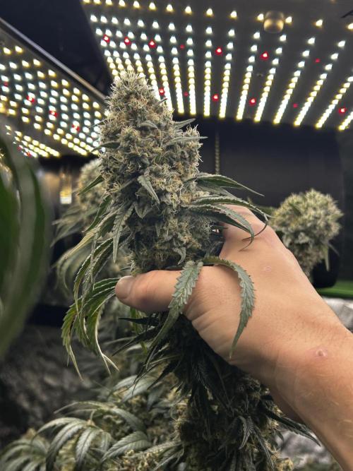 Purple sunset grow. Week 10