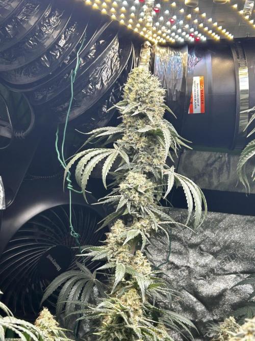 Purple sunset grow. Week 10