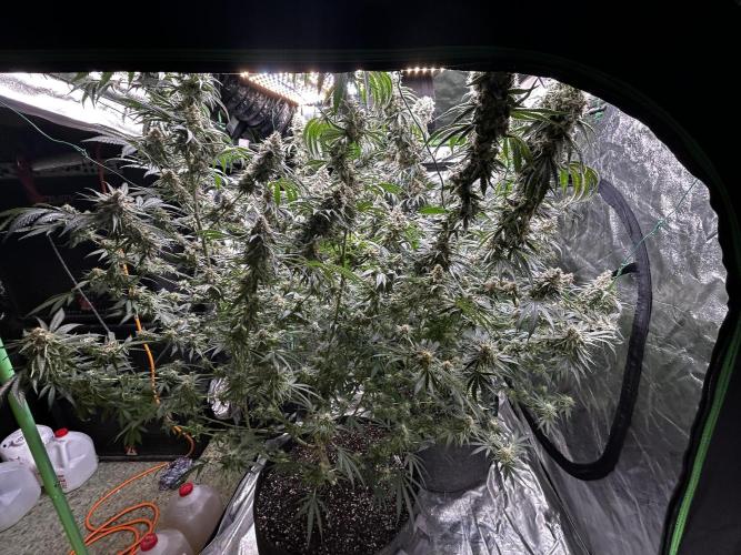 Purple sunset grow. Week 10