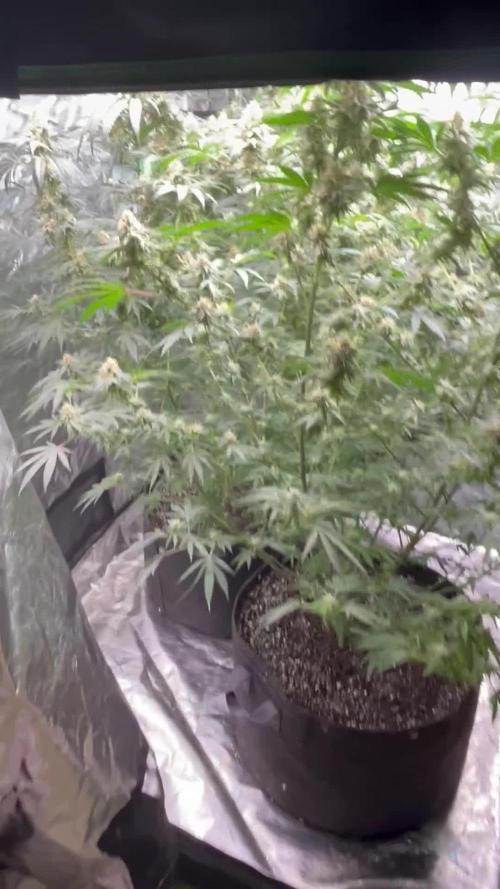 Purple sunset grow