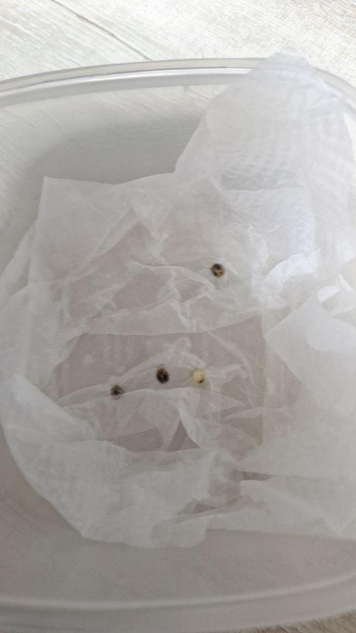 Orange Bud 2.0. Week 0 - 3 seeds + 1 shell