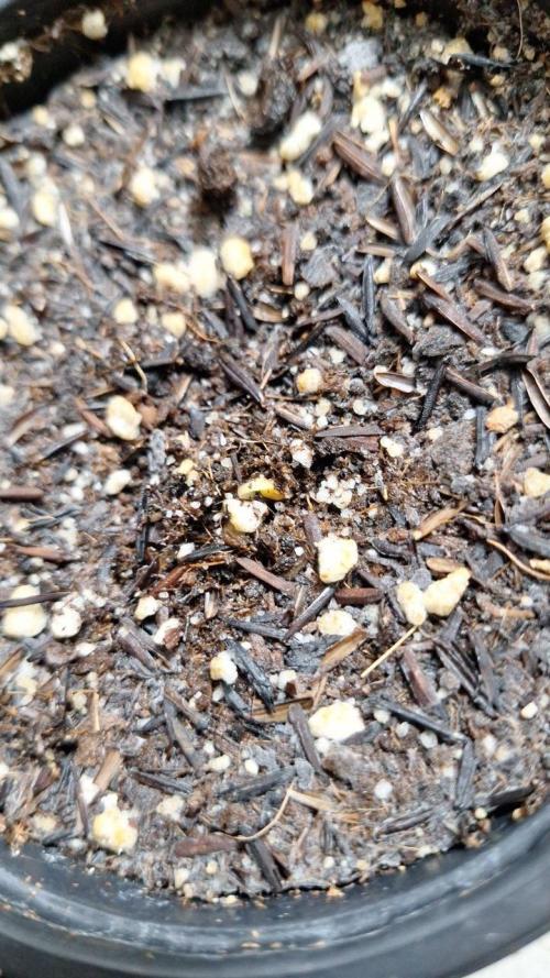 Orange Bud 2.0. Week 1 - Tent 1