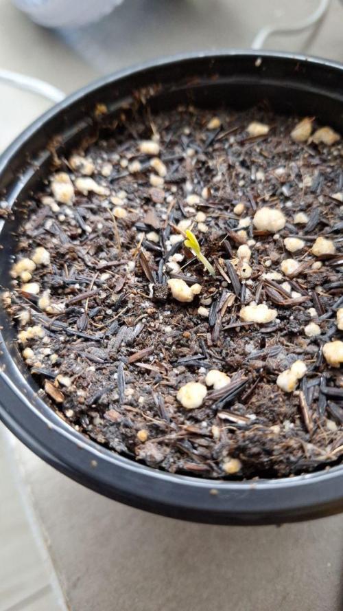 Orange Bud 2.0. Week 1 - Tent 2