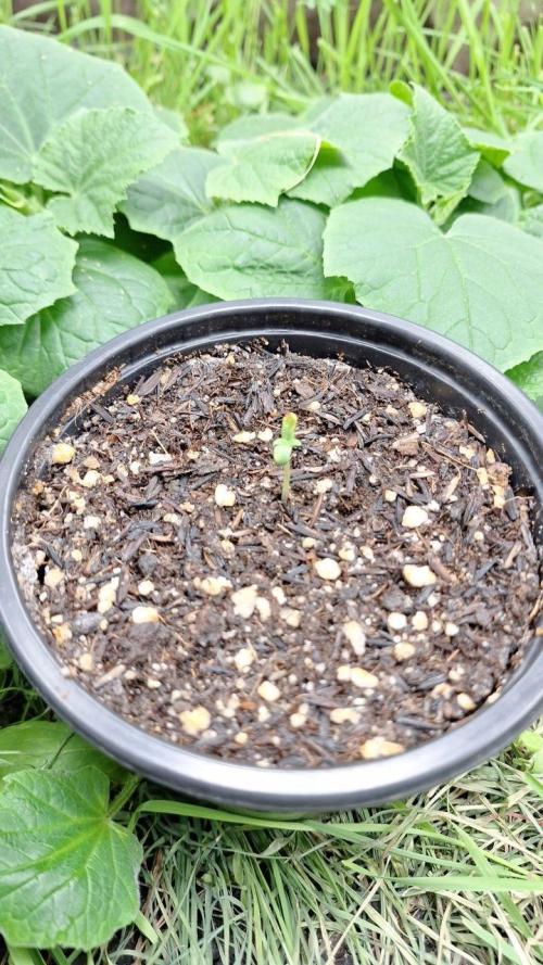 Orange Bud 2.0. Week 1 - Tent 1