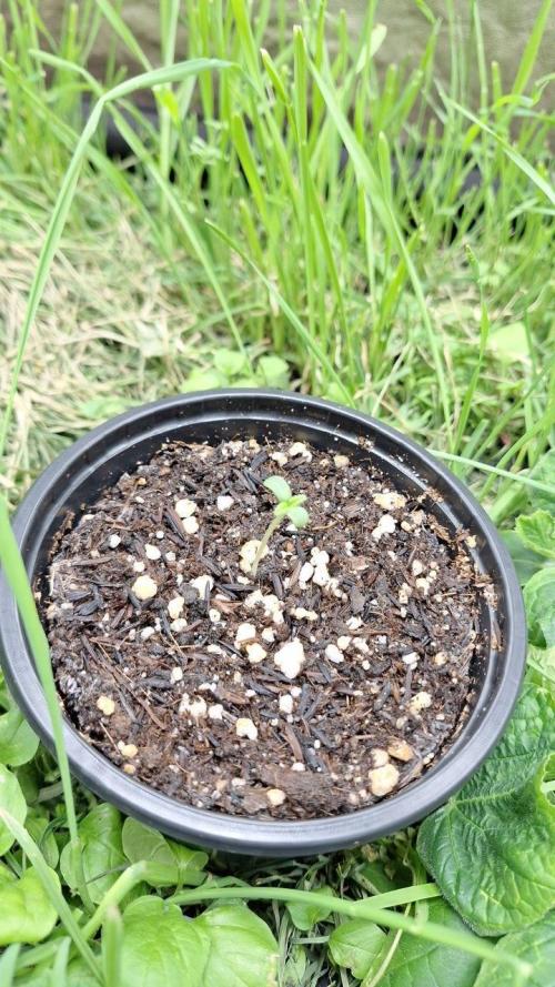 Orange Bud 2.0. Week 1 - Tent 2