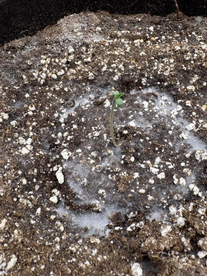 Cherry Cola Auto RF3. Week 0