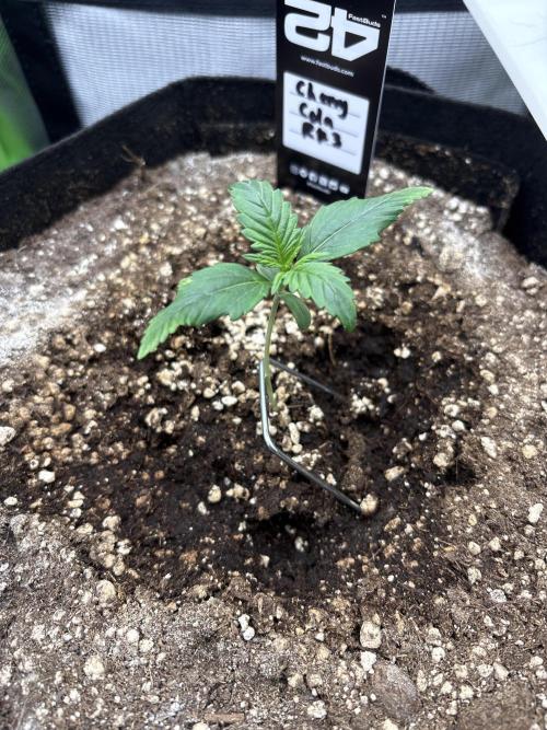 Cherry Cola Auto RF3. Week 1 - Day 7