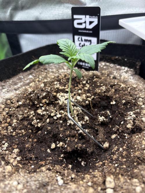 Cherry Cola Auto RF3. Week 1 - Day 7