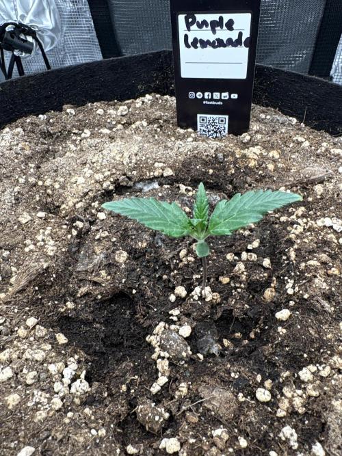 Purple Lemonade Auto. Week 1 - Day 7