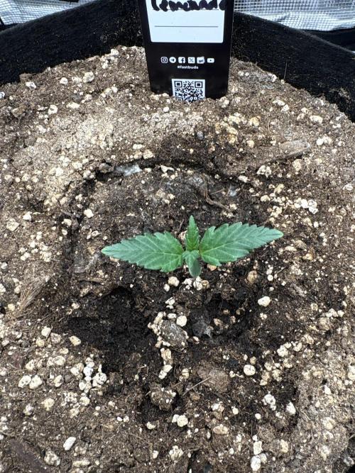 Purple Lemonade Auto. Week 1 - Day 7