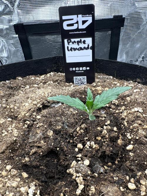 Purple Lemonade Auto. Week 1 - Day 7