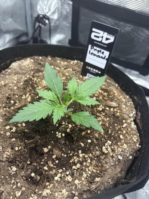 Purple Lemonade Auto. Week 1 - Day 12