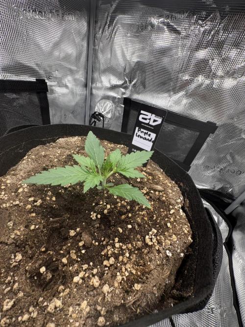 Purple Lemonade Auto. Week 1 - Day 12