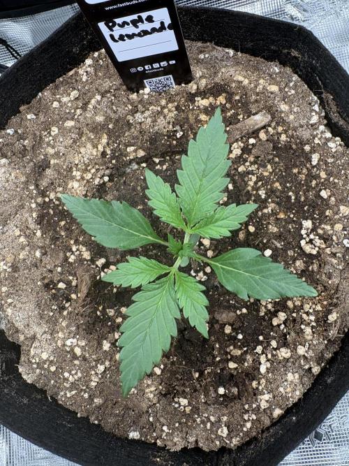 Purple Lemonade Auto. Week 1 - Day 12