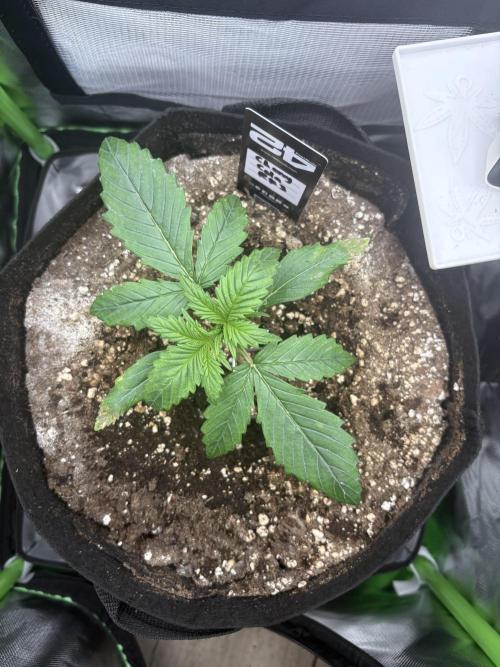 Cherry Cola Auto RF3. Week 1 - Day 12