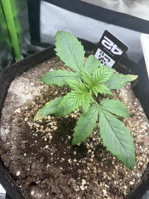 Cherry Cola Auto RF3. Week 1 - Day 12