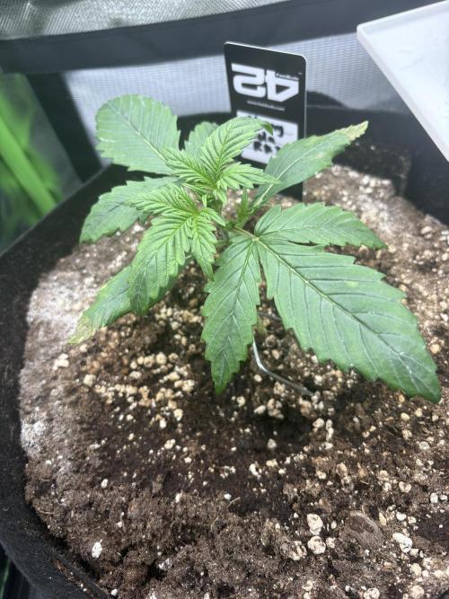 Cherry Cola Auto RF3. Week 1 - Day 12