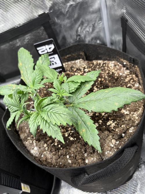 Cherry Cola Auto RF3. Week 2 - Day 15