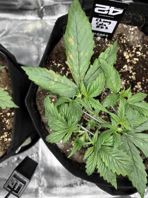 Cherry Cola Auto RF3. Week 2 - Day 15