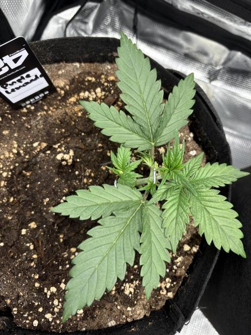 Purple Lemonade Auto. Week 2 - Day 15