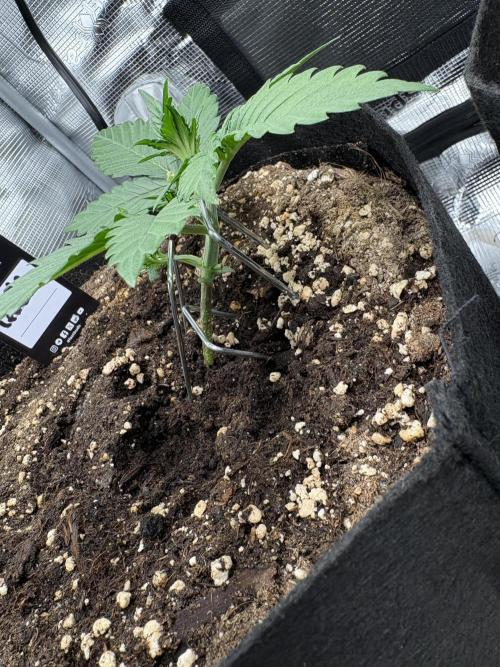 Purple Lemonade Auto. Week 2 - Day 15