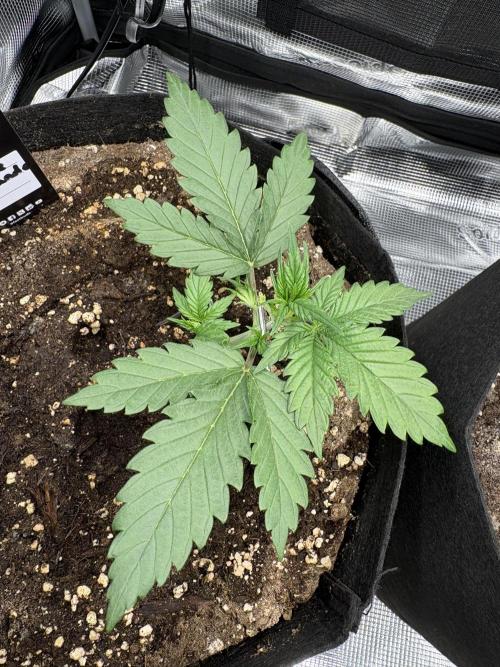 Purple Lemonade Auto. Week 2 - Day 15