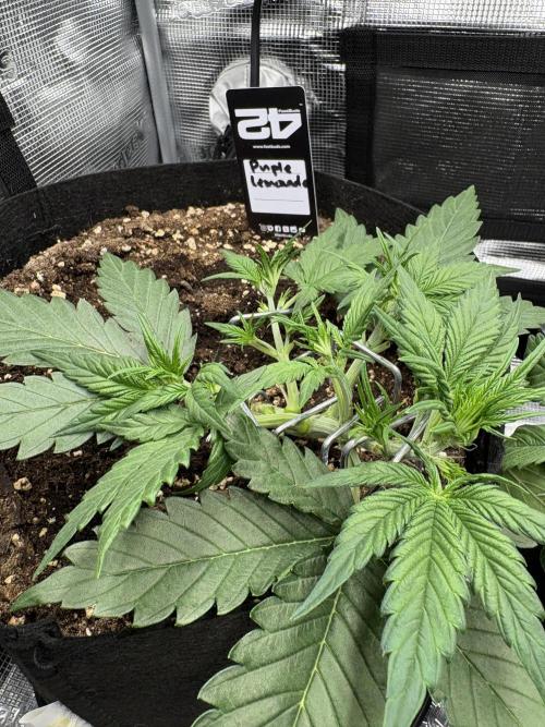 Purple Lemonade Auto. Week 2 - Day 20