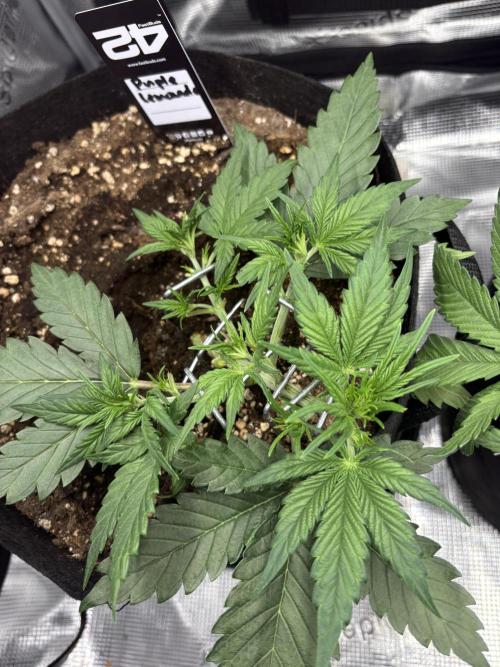 Purple Lemonade Auto. Week 2 - Day 20