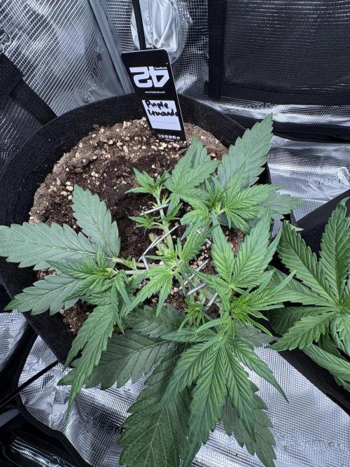 Purple Lemonade Auto. Week 2 - Day 20