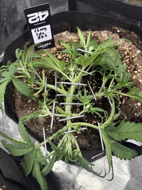 Cherry Cola Auto RF3. Week 2 - Day 20