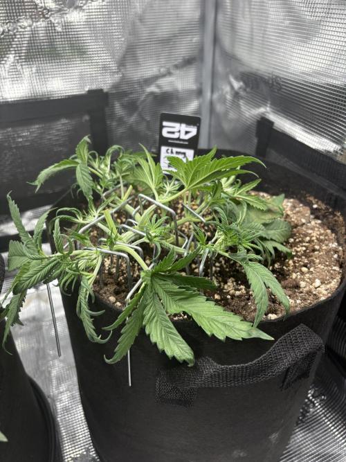 Cherry Cola Auto RF3. Week 2 - Day 20