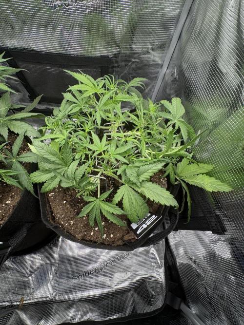 Cherry Cola Auto RF3. Week 3 - Day 26