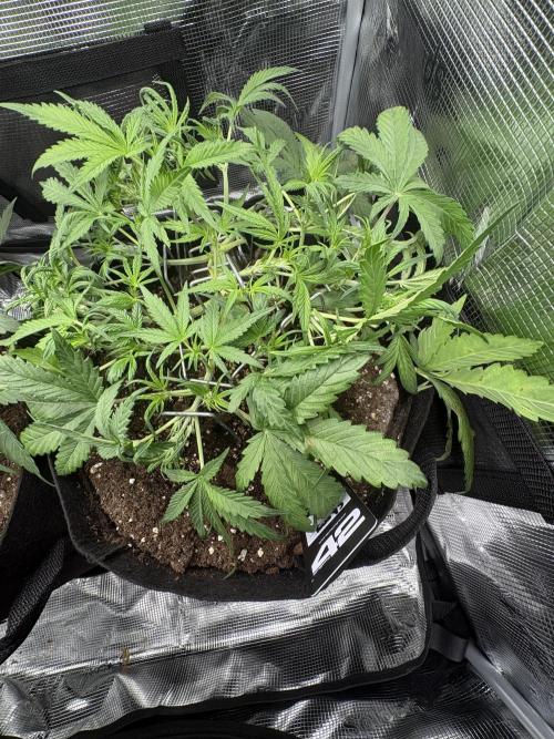 Cherry Cola Auto RF3. Week 3 - Day 26