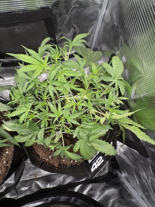 Cherry Cola Auto RF3. Week 3 - Day 26