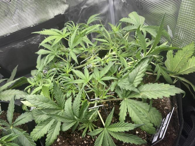 Cherry Cola Auto RF3. Week 3 - Day 26