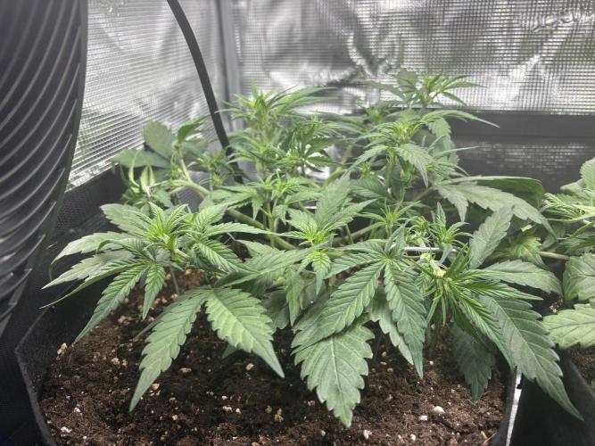 Purple Lemonade Auto. Week 3 - Day 26