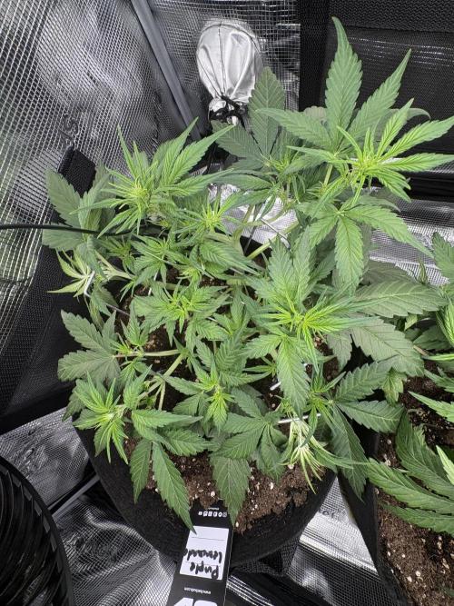 Purple Lemonade Auto. Week 3 - Day 26