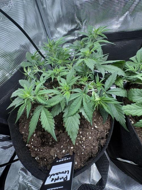 Purple Lemonade Auto. Week 3 - Day 26