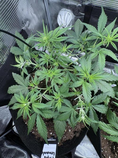 Purple Lemonade Auto. Week 3 - Day 26