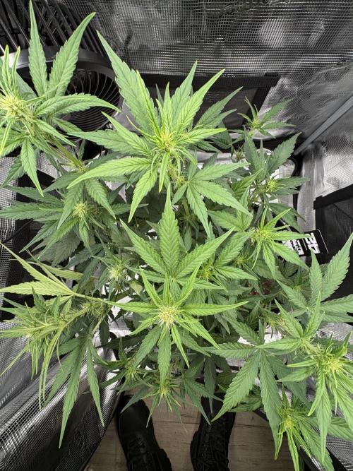 Purple Lemonade Auto. Week 4 - Day 31