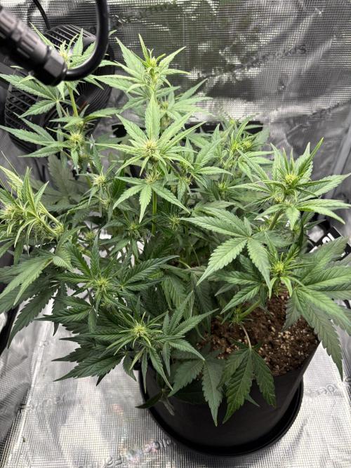 Purple Lemonade Auto. Week 4 - Day 31