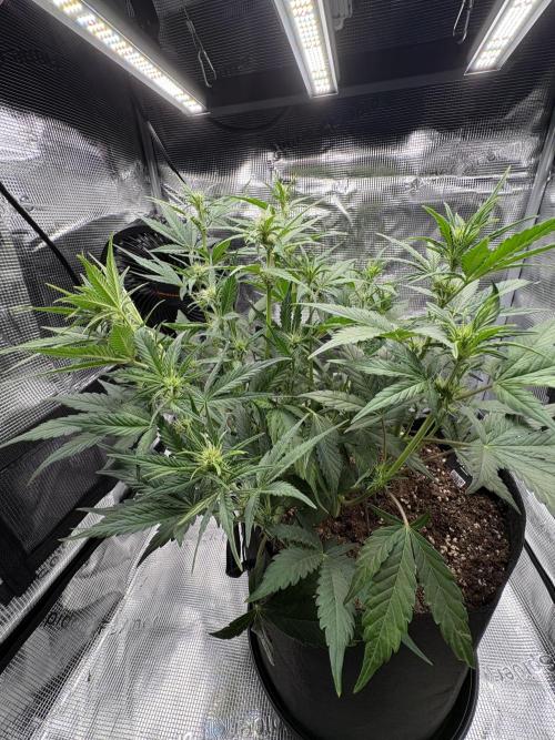 Purple Lemonade Auto. Week 4 - Day 31