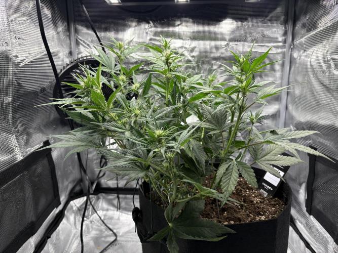 Purple Lemonade Auto. Week 4 - Day 31