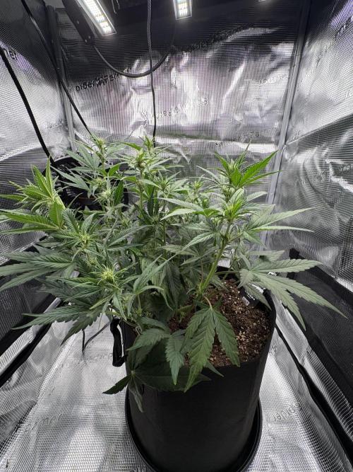 Purple Lemonade Auto. Week 4 - Day 31